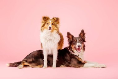 Sınır Collie köpek ve Shetland Sheepdog köpek pembe arka plan üzerinde fotoğraf stüdyosunda