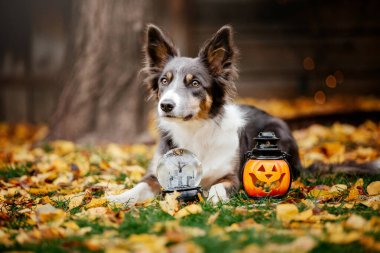 Cadılar Bayramı ve Şükran Günü tatilleri. Ormanda balkabaklı bir köpek. Sınır Collie köpeği