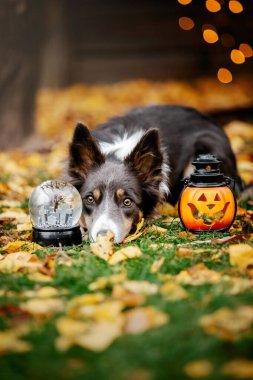 Cadılar Bayramı ve Şükran Günü tatilleri. Ormanda balkabaklı bir köpek. Sınır Collie köpeği