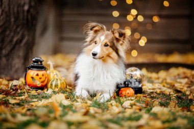 Dog with pumpkins. Shetland Sheepdog. Thanksgiving day. Fall season. Halloween holidays. Sheltie dog breed