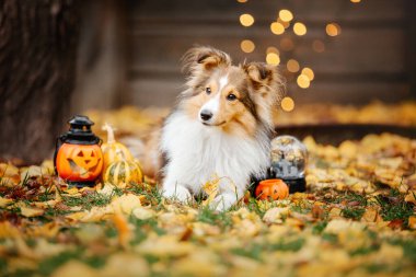 Dog with pumpkins. Shetland Sheepdog. Thanksgiving day. Fall season. Halloween holidays. Sheltie dog breed