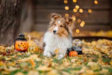Dog with pumpkins. Shetland Sheepdog. Thanksgiving day. Fall season. Halloween holidays. Sheltie dog breed