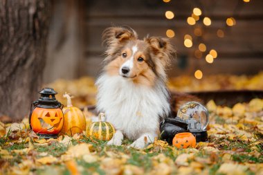 Dog with pumpkins. Shetland Sheepdog. Thanksgiving day. Fall season. Halloween holidays. Sheltie dog breed