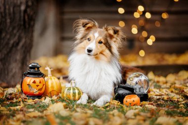 Dog with pumpkins. Shetland Sheepdog. Thanksgiving day. Fall season. Halloween holidays. Sheltie dog breed