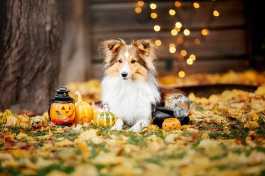 Dog with pumpkins. Shetland Sheepdog. Thanksgiving day. Fall season. Halloween holidays. Sheltie dog breed