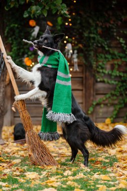 Cadılar Bayramı ve Şükran Günü tatilleri. Ormanda balkabaklı bir köpek. Sınır Collie köpeği