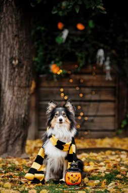 Dog with pumpkins. Shetland Sheepdog. Thanksgiving day. Fall season. Halloween holidays. Sheltie dog breed