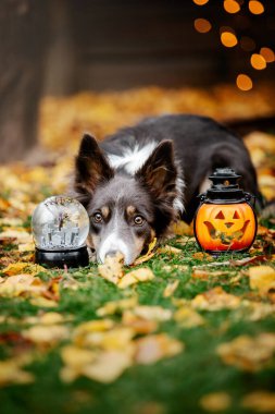 Cadılar Bayramı ve Şükran Günü tatilleri. Ormanda balkabaklı bir köpek. Sınır Collie köpeği