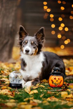 Cadılar Bayramı ve Şükran Günü tatilleri. Ormanda balkabaklı bir köpek. Sınır Collie köpeği