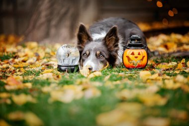 Cadılar Bayramı ve Şükran Günü tatilleri. Ormanda balkabaklı bir köpek. Sınır Collie köpeği