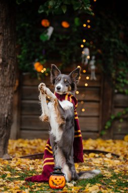 Cadılar Bayramı ve Şükran Günü tatilleri. Ormanda balkabaklı bir köpek. Sınır Collie köpeği