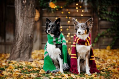 Cadılar Bayramı ve Şükran Günü tatilleri. Ormanda balkabaklı bir köpek. Sınır Collie köpeği