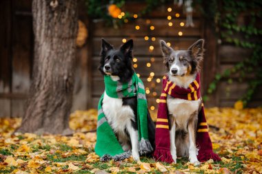 Cadılar Bayramı ve Şükran Günü tatilleri. Ormanda balkabaklı bir köpek. Sınır Collie köpeği