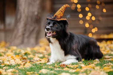 Cadılar Bayramı ve Şükran Günü tatilleri. Ormanda balkabaklı bir köpek. Sınır Collie köpeği