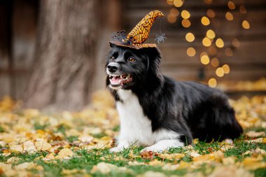 Cadılar Bayramı ve Şükran Günü tatilleri. Ormanda balkabaklı bir köpek. Sınır Collie köpeği