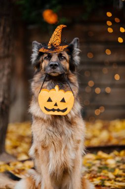 Halloween and Thanksgiving Holidays. Dog with pumpkins. Dressed german shepherd clipart