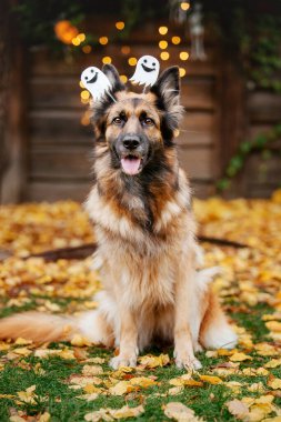 Cadılar Bayramı ve Şükran Günü tatilleri. Balkabaklı köpek. Giyinik Alman çoban köpeği.
