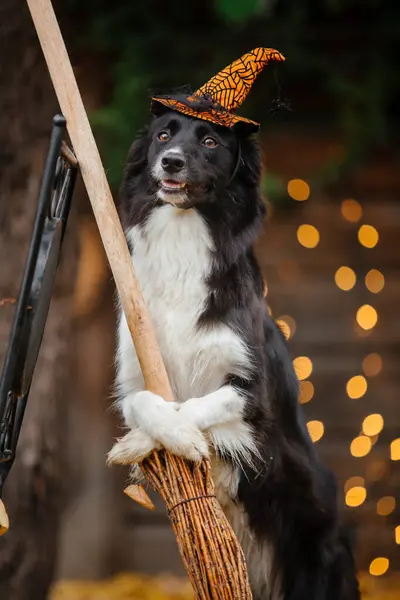 Хэллоуин Праздничные Дни Собака Тыквами Лесу Пограничная Колли — стоковое фото
