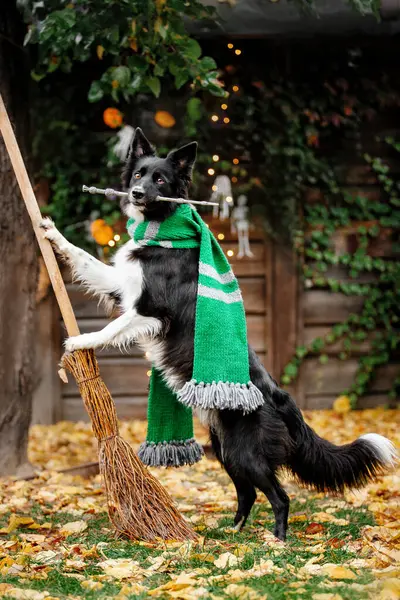 Halloween Kiitospäivä Holidays Koira Kurpitsoineen Metsässä Border Collie Koira kuvapankkikuva
