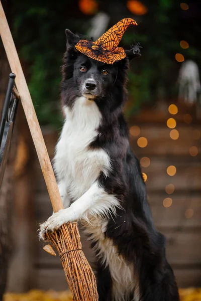 Halloween Kiitospäivä Holidays Koira Kurpitsoineen Metsässä Border Collie Koira tekijänoikeusvapaita kuvapankkikuvia