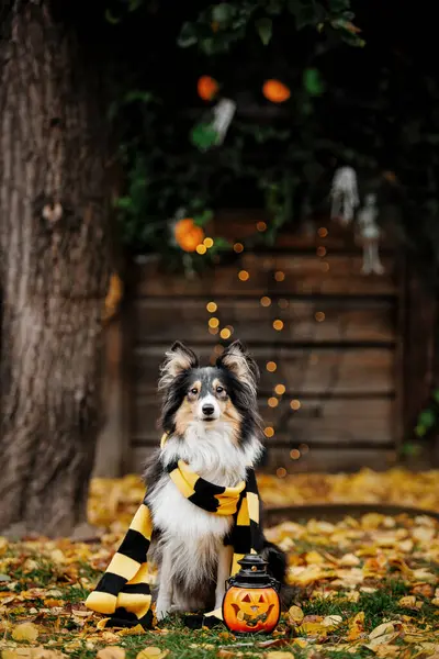 Σκύλος Κολοκύθες Σέτλαντ Σίπντογκ Ημέρα Των Ευχαριστιών Φθινοπωρινή Απόκριες Φυλή Royalty Free Εικόνες Αρχείου