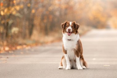 Minyatür Amerikan Çoban Köpeği. Avustralya çoban köpeği. Sonbahar sezonu