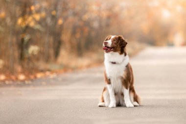 Minyatür Amerikan Çoban Köpeği. Avustralya çoban köpeği. Sonbahar sezonu