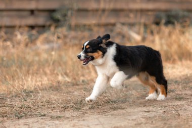 Avustralya çoban köpeği. Sonbahar sezonu