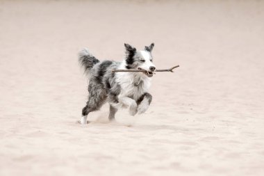 Border Collie 'nin güz sezonu boyunca köpek gezdirmesi. Sonbaharda köpek.