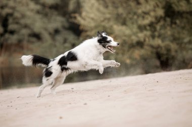 Border Collie 'nin güz sezonu boyunca köpek gezdirmesi. Sonbaharda köpek.