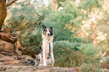 Parktaki güzel Border Collie köpek cinsi. 