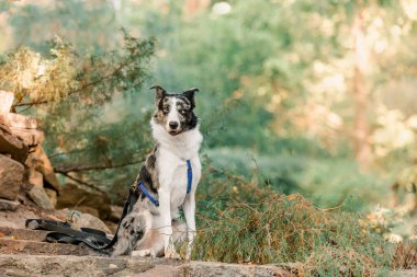 Parktaki güzel Border Collie köpek cinsi. 