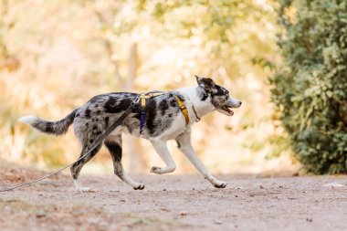 Collie 'nin köpeği parkta üremiş. Sonbahar sezonu. Sonbahar