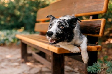 Köpek parkta bir bankta yatıyor. 