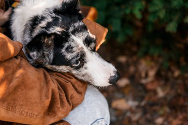 Kız kucaklayan köpek. Sınır Collie köpek cinsi.
