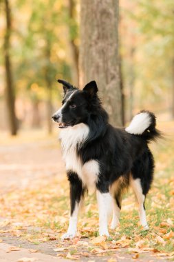 Collie 'nin köpeği parkta üremiş. Sonbahar sezonu. Sonbahar