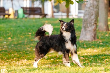 Collie 'nin köpeği parkta üremiş. Sonbahar sezonu. Sonbahar