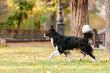 Collie 'nin köpeği parkta üremiş. Sonbahar sezonu. Sonbahar