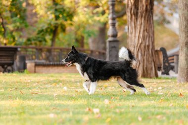 Collie 'nin köpeği parkta üremiş. Sonbahar sezonu. Sonbahar