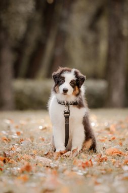 Güzel Avustralya çoban köpeği sonbahar sezonunda