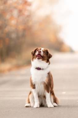 Minyatür Amerikan Çoban Köpeği. Avustralya çoban köpeği. Sonbahar sezonu