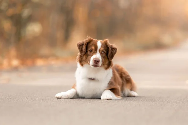 Minyatür Amerikan Çoban Köpeği. Avustralya çoban köpeği. Sonbahar sezonu