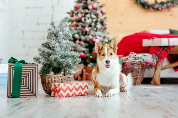 Mutlu yıllar, Noel tatilleri ve kutlamalar. Noel ağacının yanındaki köpek.. 