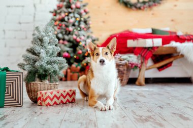 Mutlu yıllar, Noel tatilleri ve kutlamalar. Noel ağacının yanındaki köpek.. 