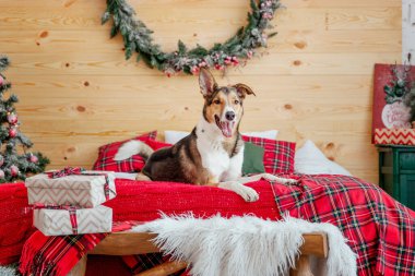 Mutlu yıllar, Noel tatilleri ve kutlamalar. Noel ağacının yanındaki köpek.. 