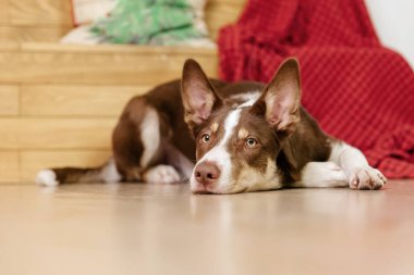 Border collie köpek cinsi evde yatıyor. İçerisi sıcacık. Evcil hayvan dostu. Evcil köpek.