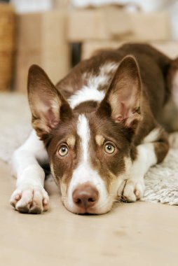 Border collie köpek cinsi evde yatıyor. İçerisi sıcacık. Evcil hayvan dostu. Evcil köpek.