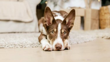 Border collie köpek cinsi evde yatıyor. İçerisi sıcacık. Evcil hayvan dostu. Evcil köpek.