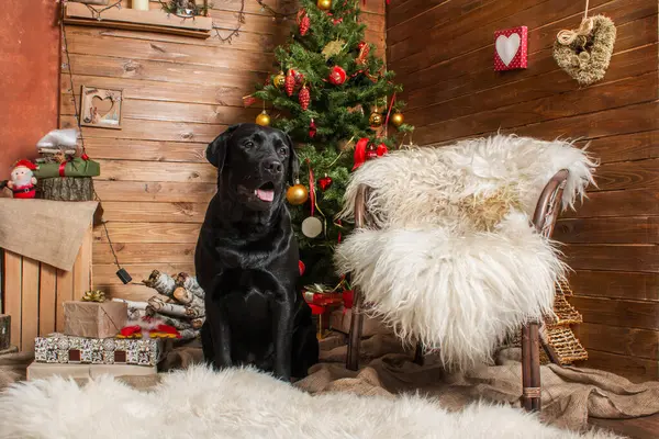 Happy New Year, Christmas holidays and celebration. Labrador Retriever Dog
