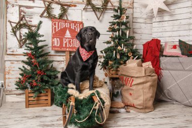 Mutlu yıllar, Noel tatilleri ve kutlamalar. Labrador Köpeği